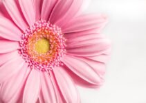 Fearless Seduction: A Bold Woman’s Guide