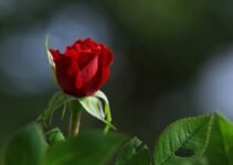 Master Mind Games: Subtle Seduction Secrets